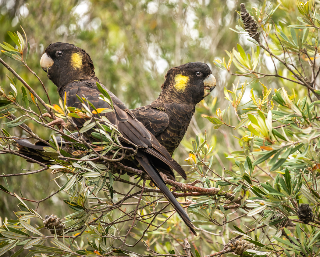 Yellow-tailed Black-Cockatoo (Image ID 33374)