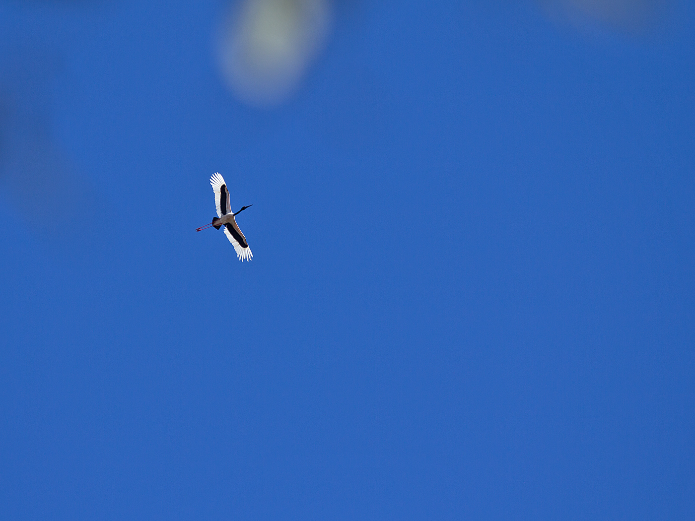 Black-necked Stork (Image ID 34124)