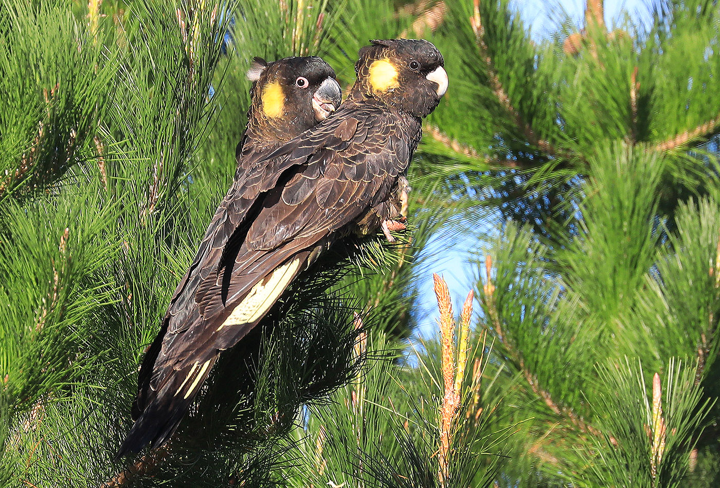 Yellow-tailed Black-Cockatoo (Image ID 34168)