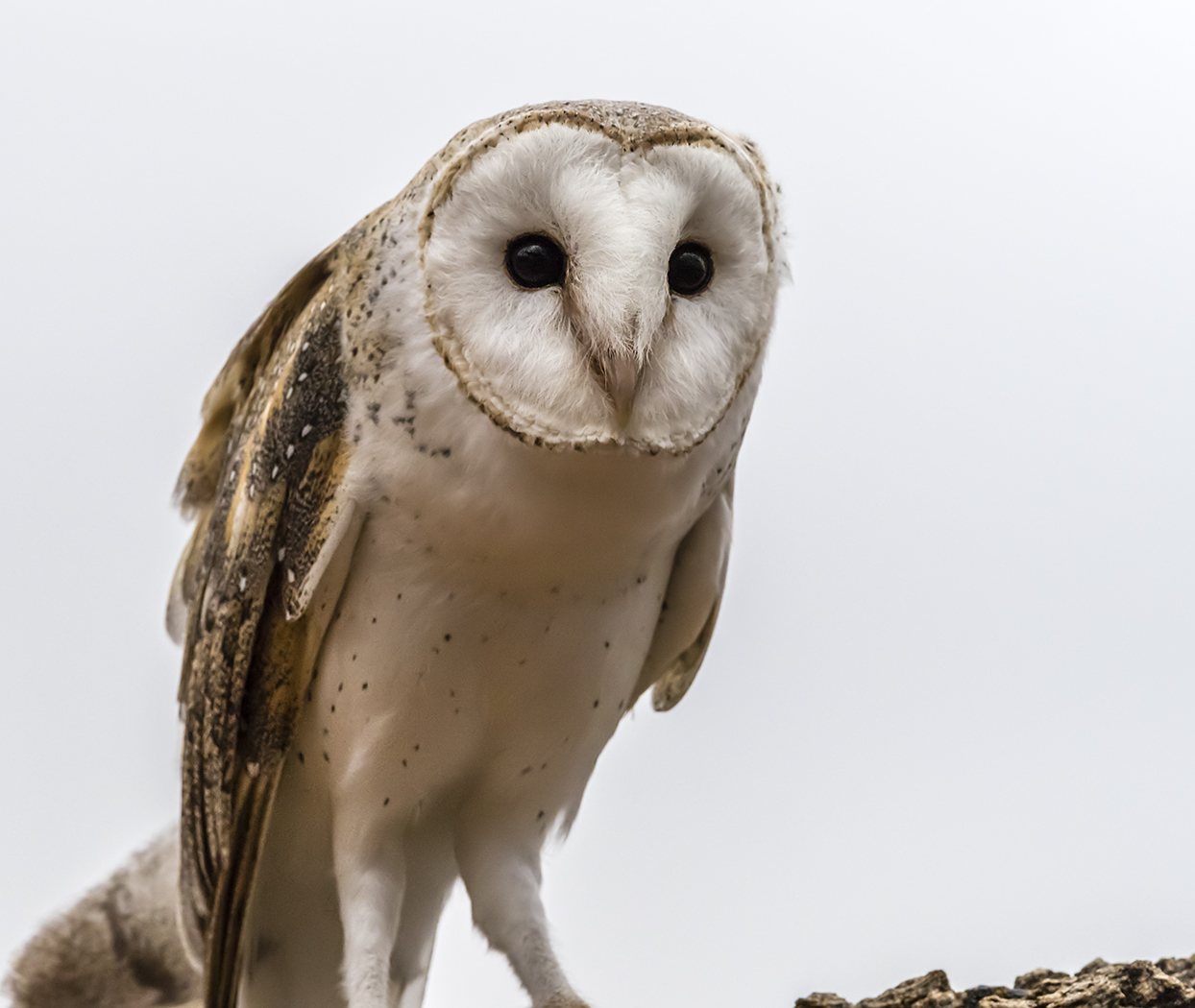 Barn Owl (Image ID 34334)