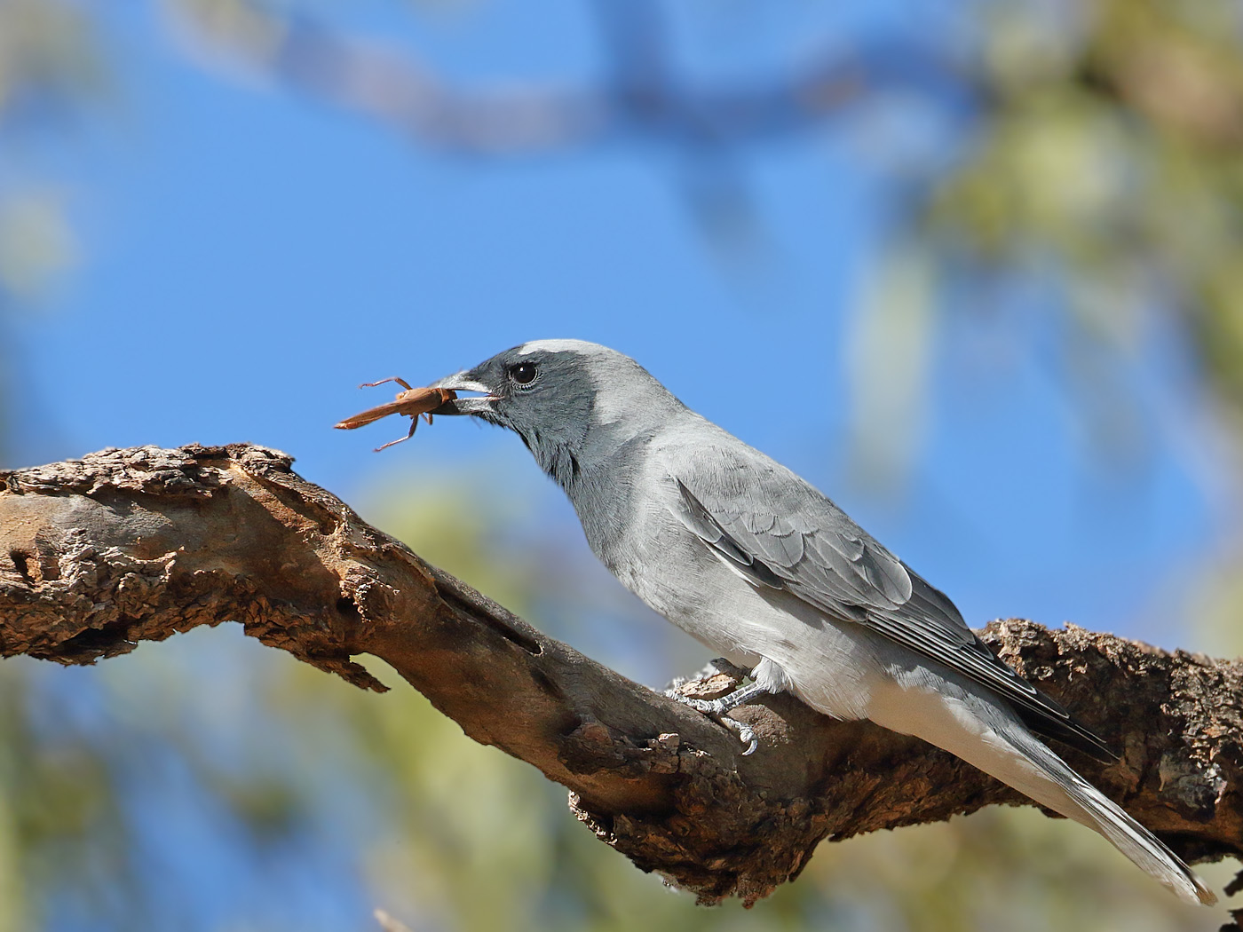 Black-faced Cuckoo-shrike (Image ID 34126)