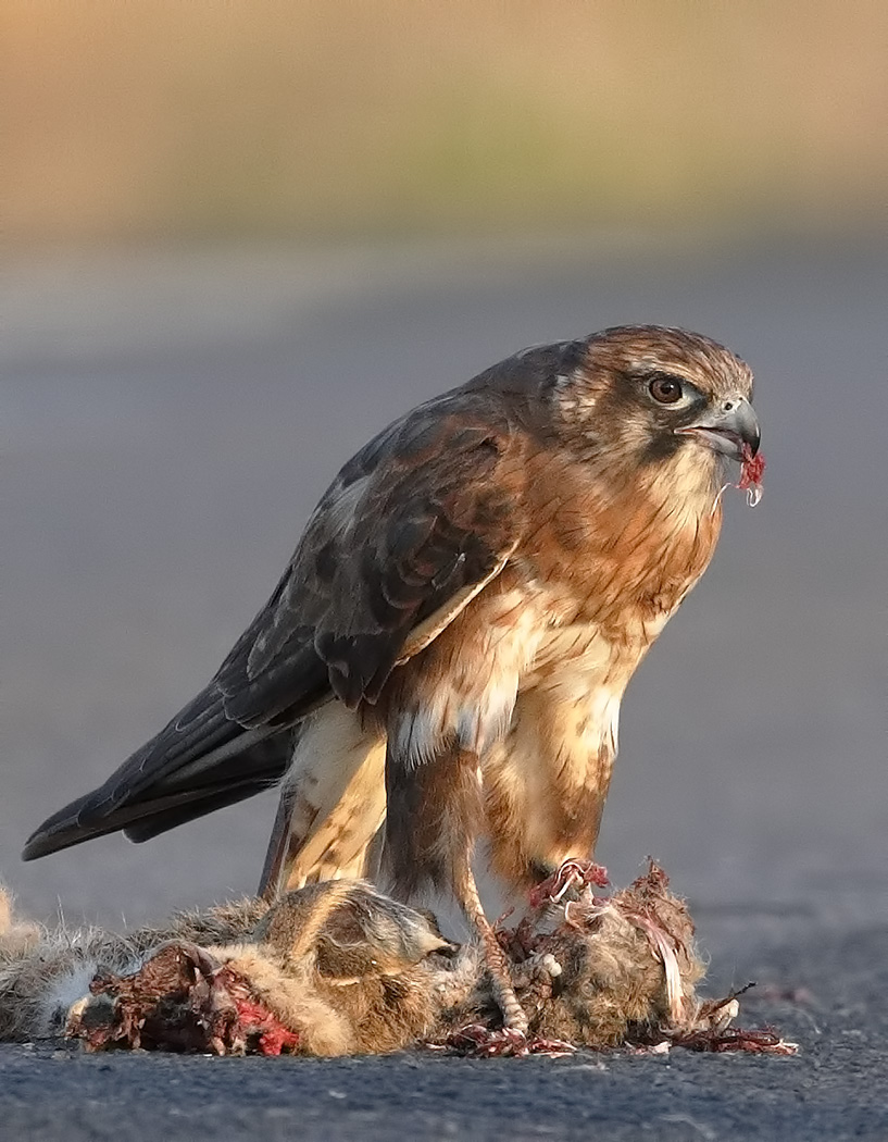 Brown Falcon (Image ID 34094)