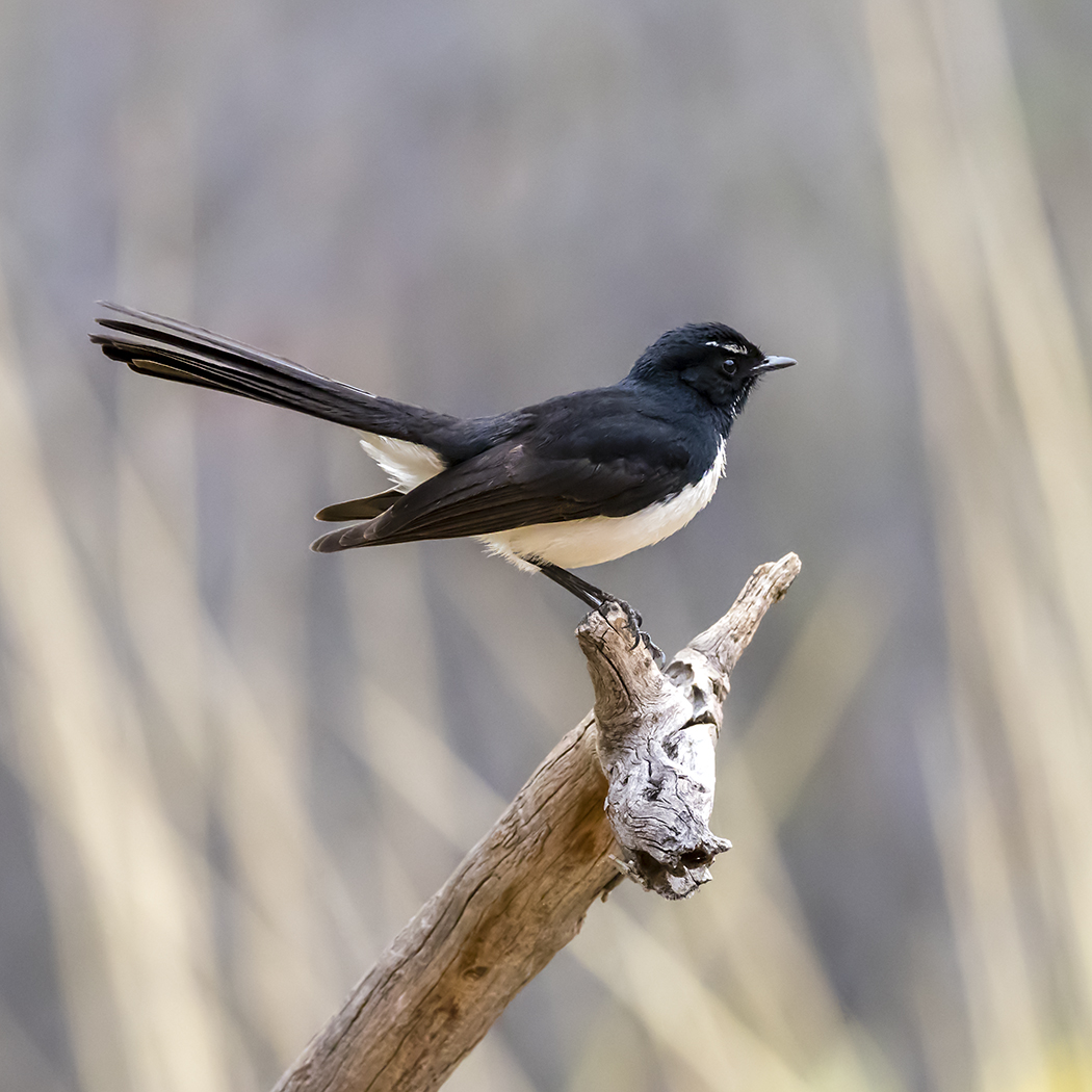 Willie Wagtail (Image ID 34325)