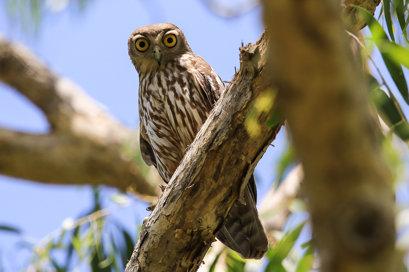 Barking Owl (Image ID 34045)