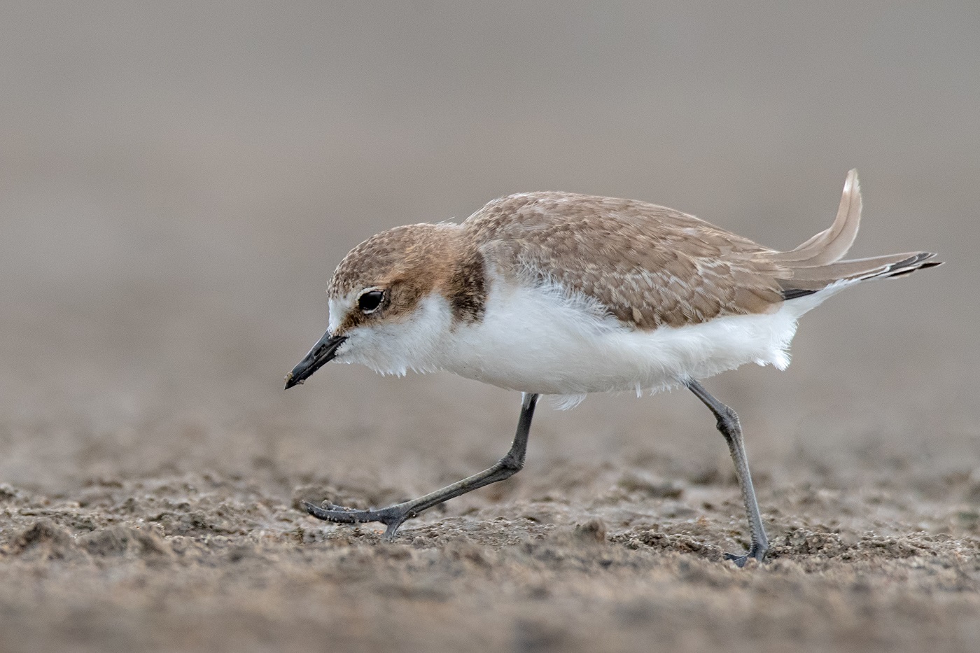 Red-capped Plover (Image ID 34350)