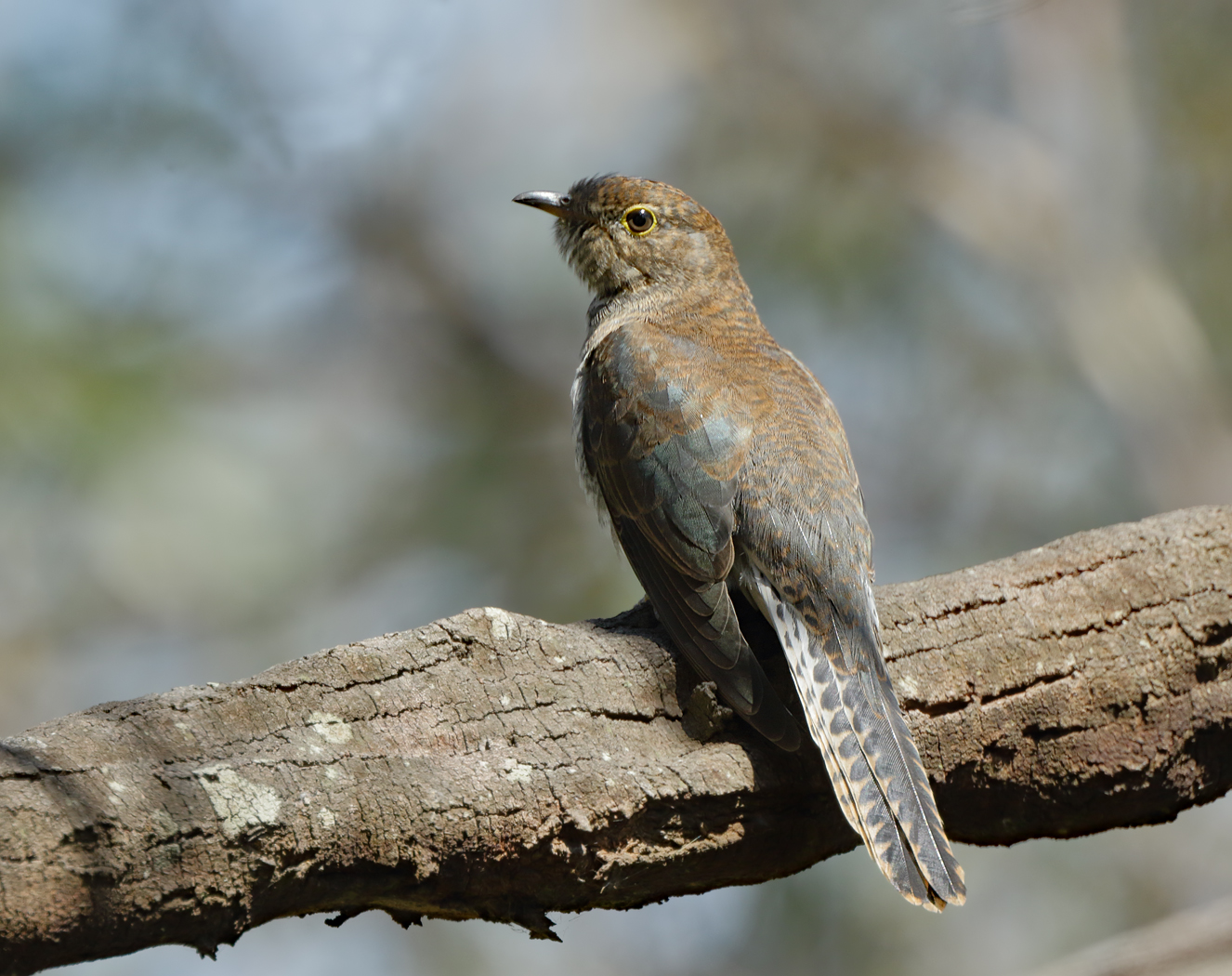 Fan-tailed Cuckoo (Image ID 34195)