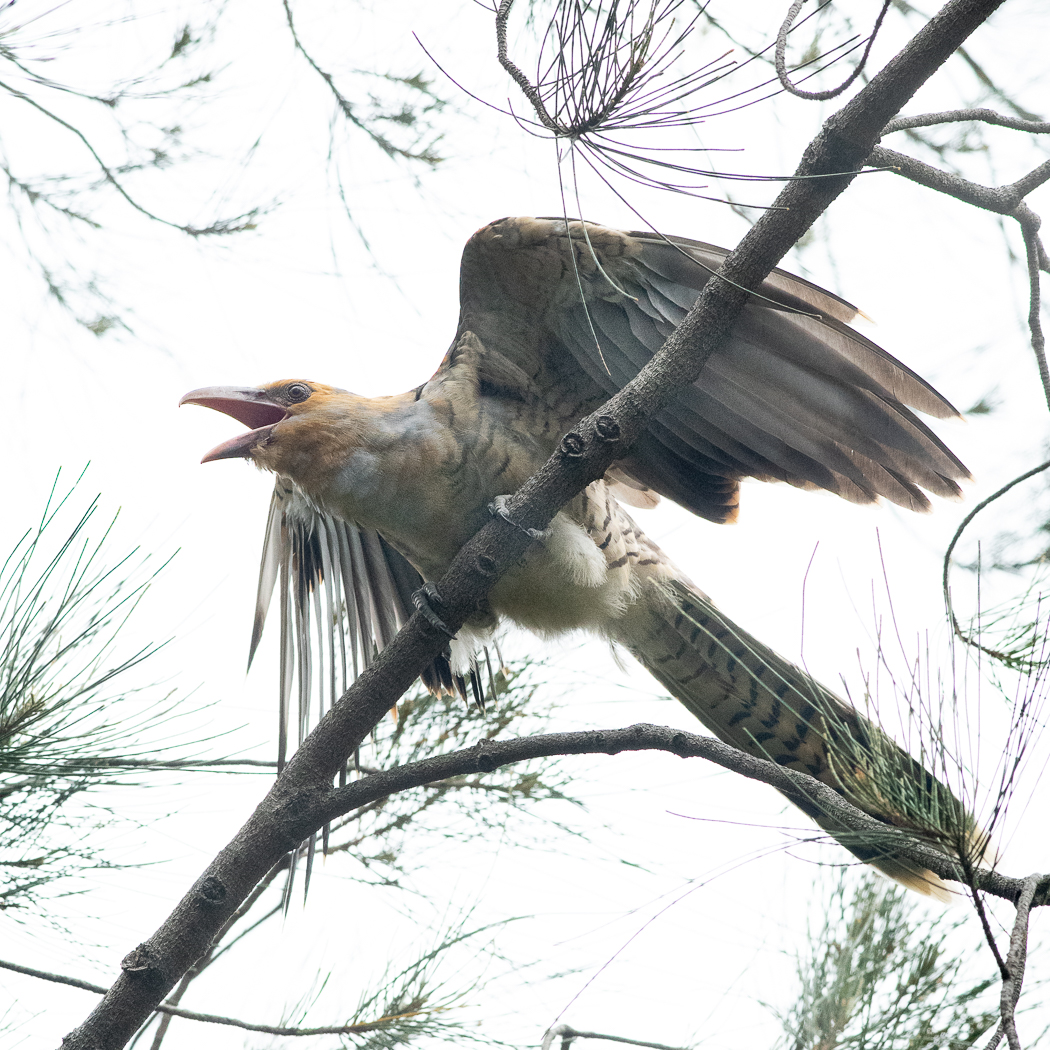 Channel-billed Cuckoo (Image ID 33992)