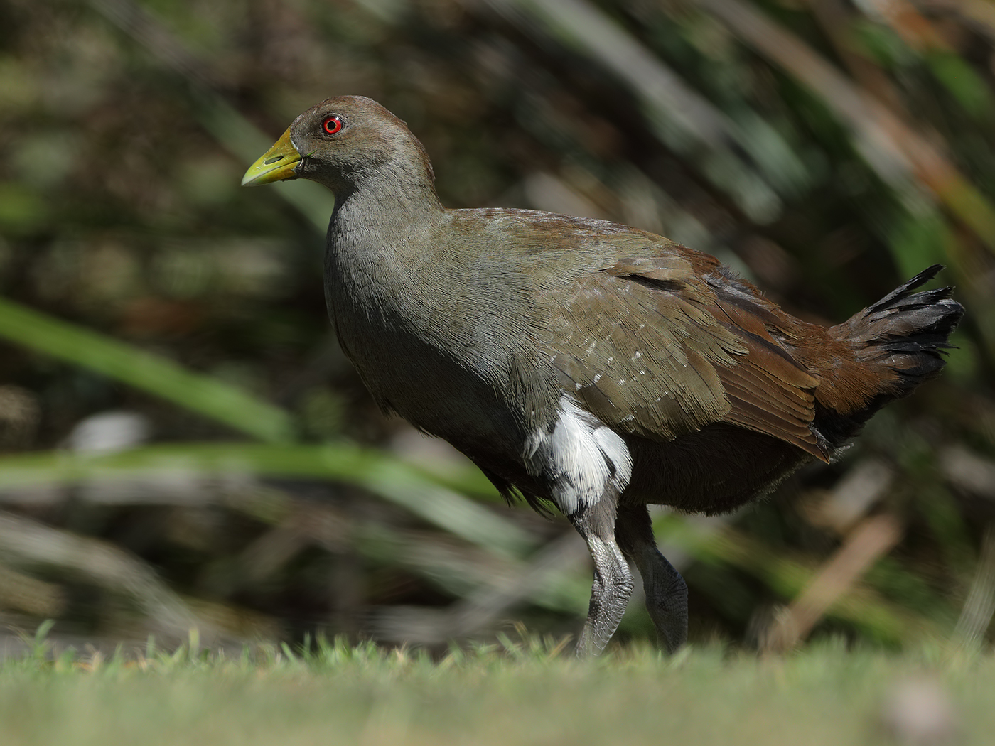 Tasmanian Native-hen (Image ID 34152)
