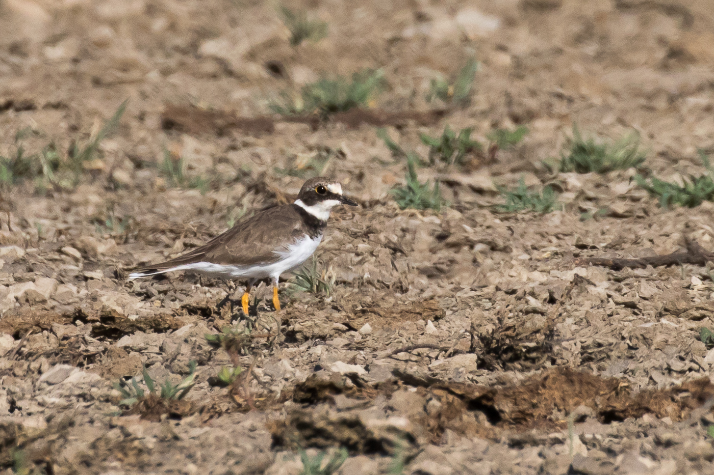 Little Ringed Plover (Image ID 34100)