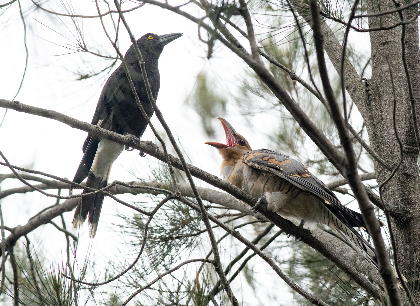 Channel-billed Cuckoo,Pied Currawong (Image ID 33993)