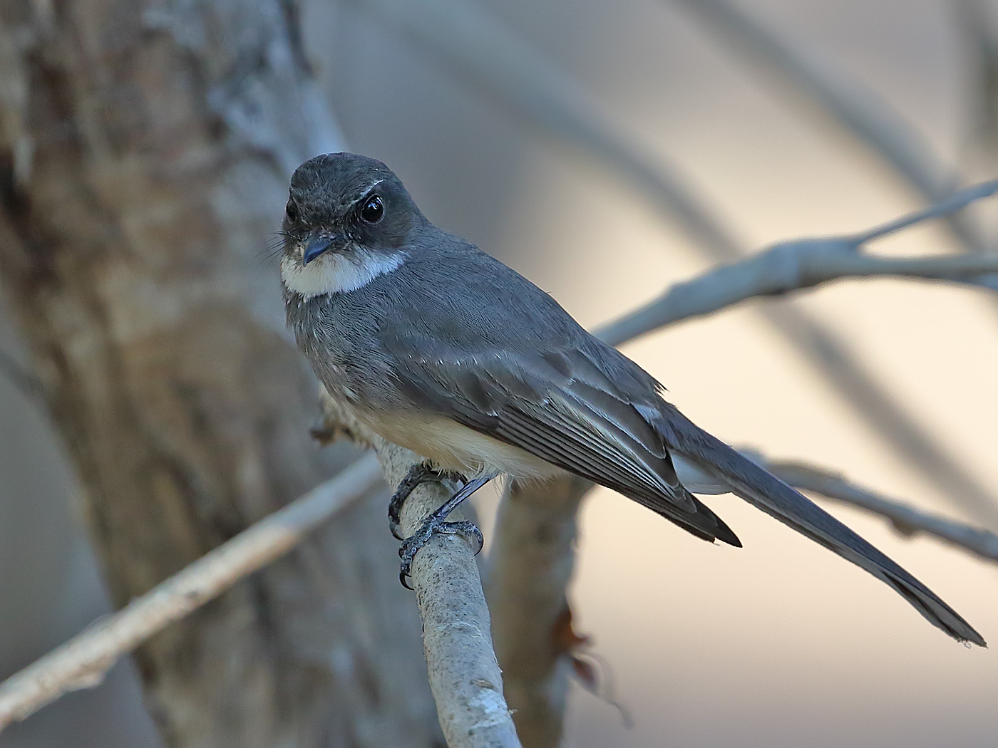 Northern Fantail (Image ID 34132)