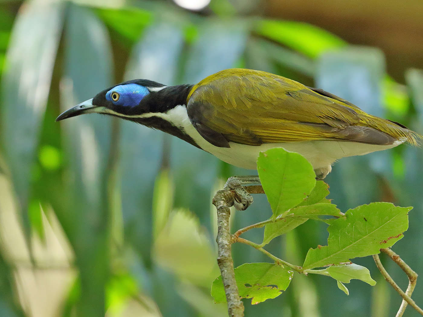 Blue-faced Honeyeater complex (Image ID 34125)