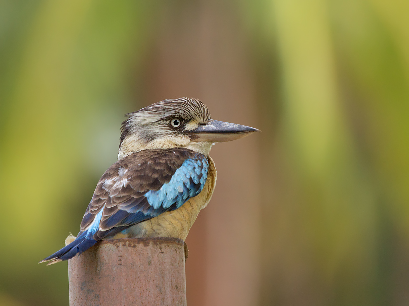 Blue-winged Kookaburra (Image ID 33903)