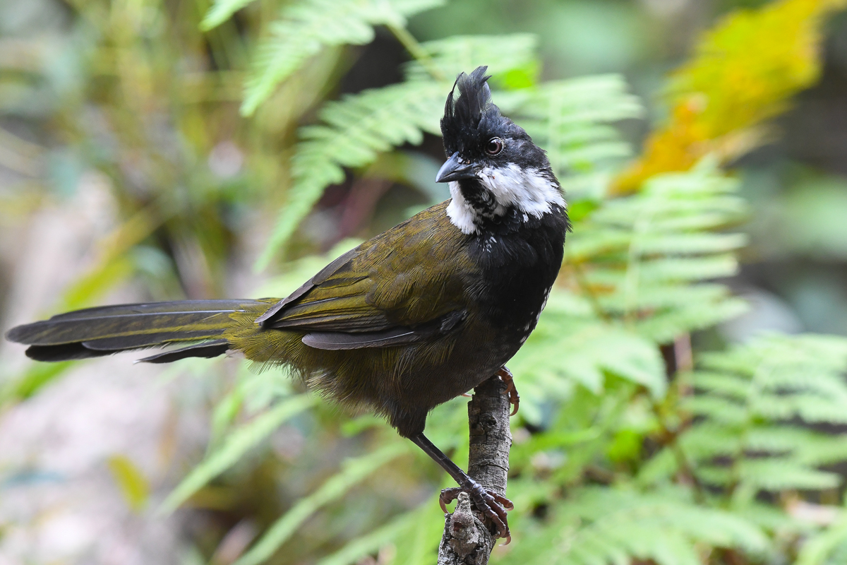 Eastern Whipbird (Image ID 34217)