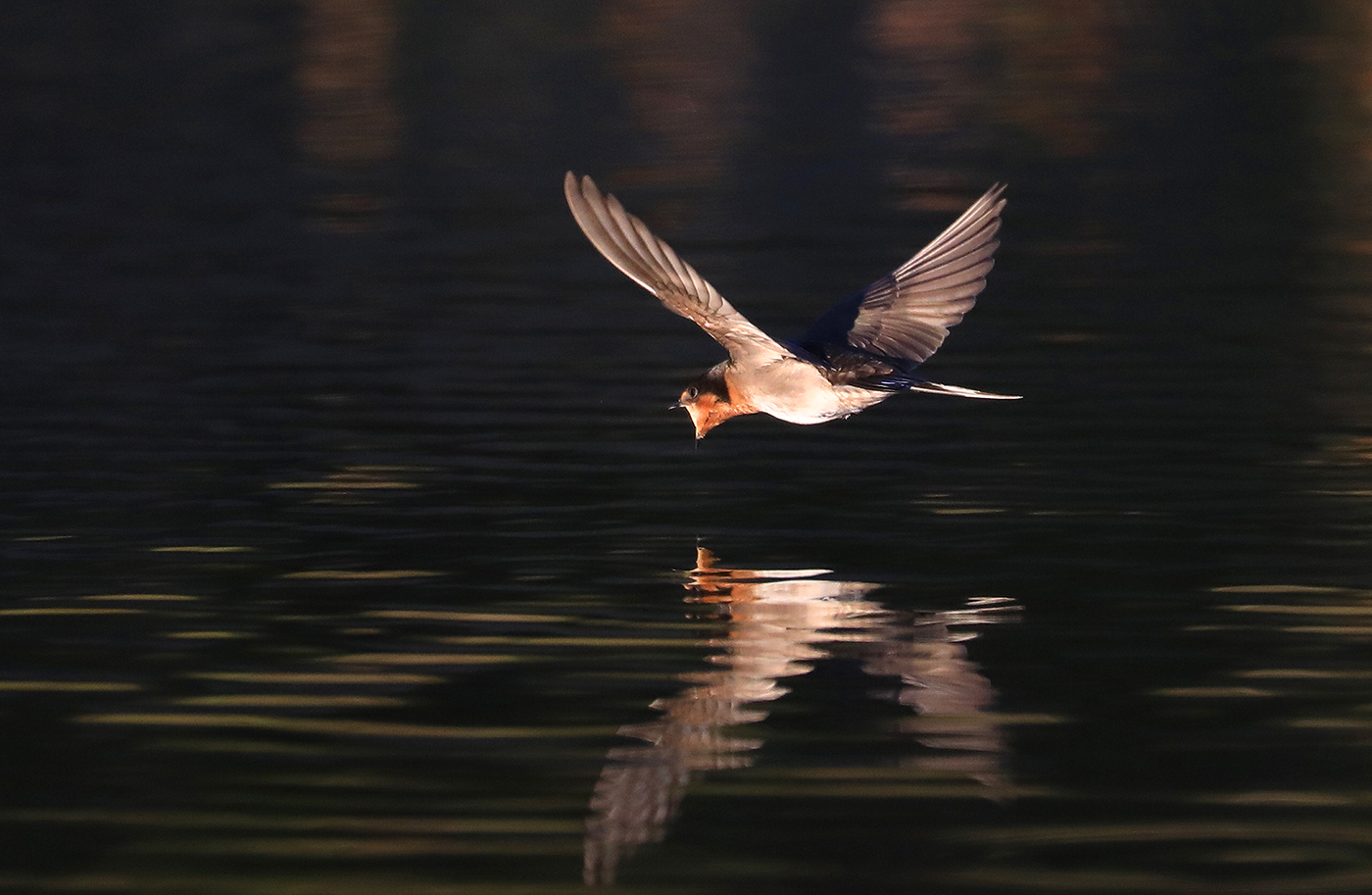 Welcome Swallow (Image ID 34167)