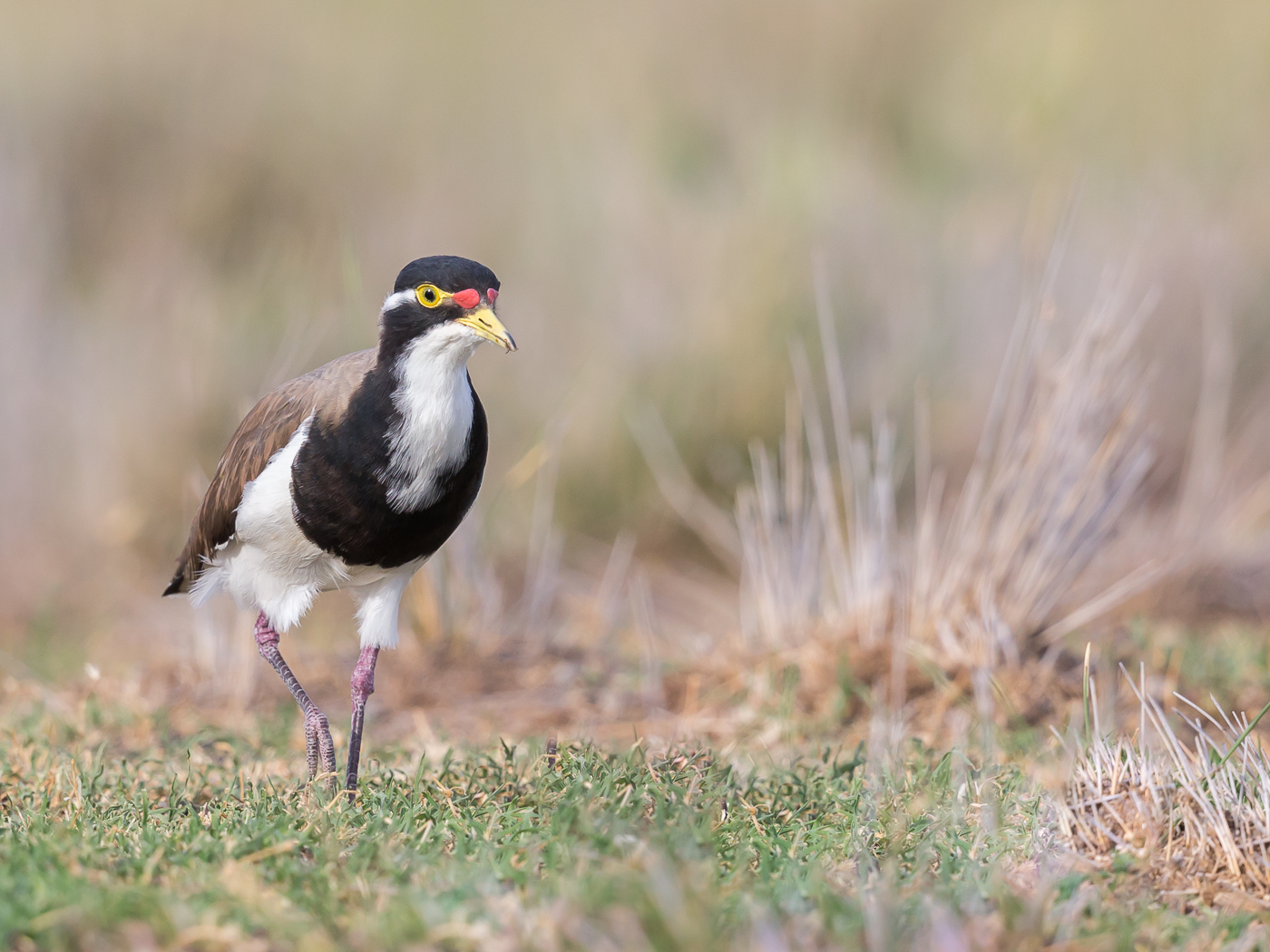 Banded Lapwing (Image ID 33897)