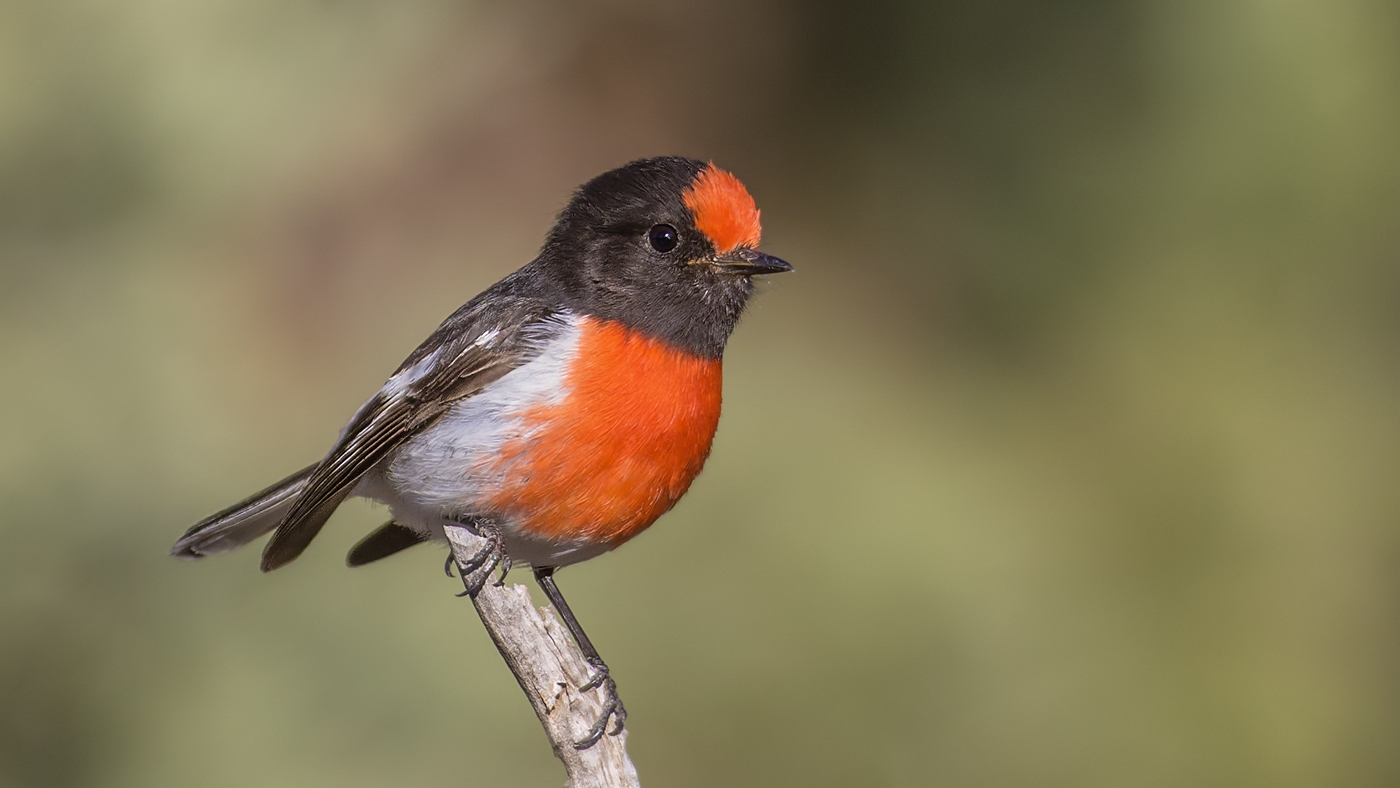 Red-capped Robin (Image ID 34288)