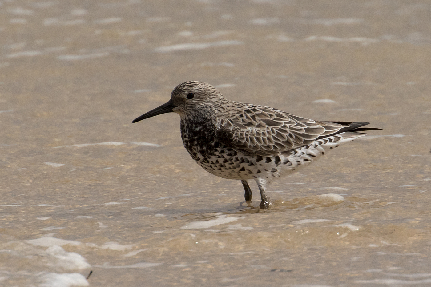 Great Knot (Image ID 34244)