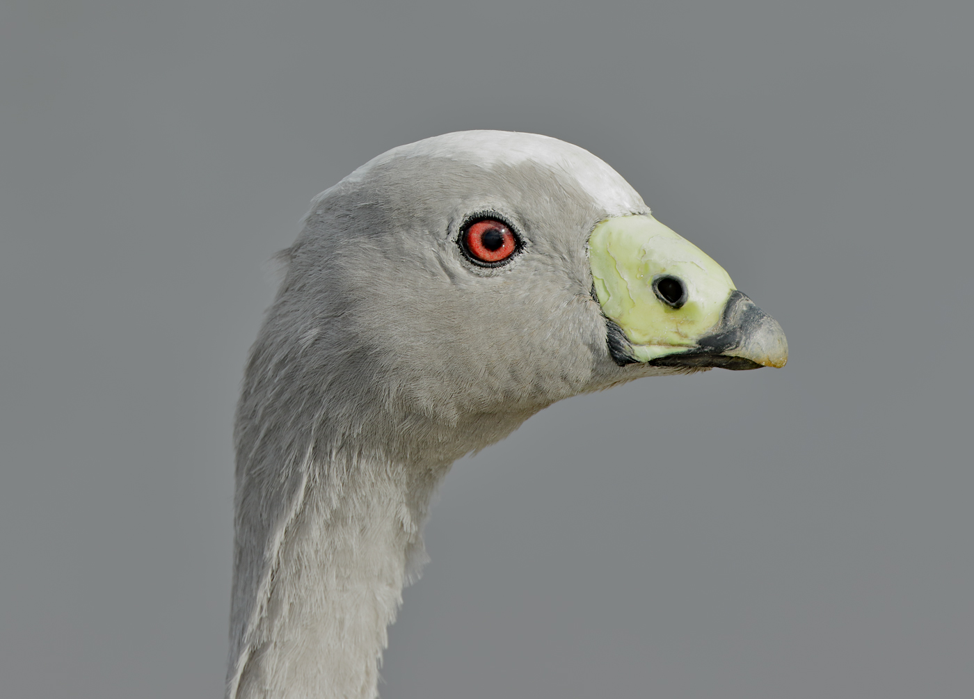 Cape Barren Goose (Image ID 34324)