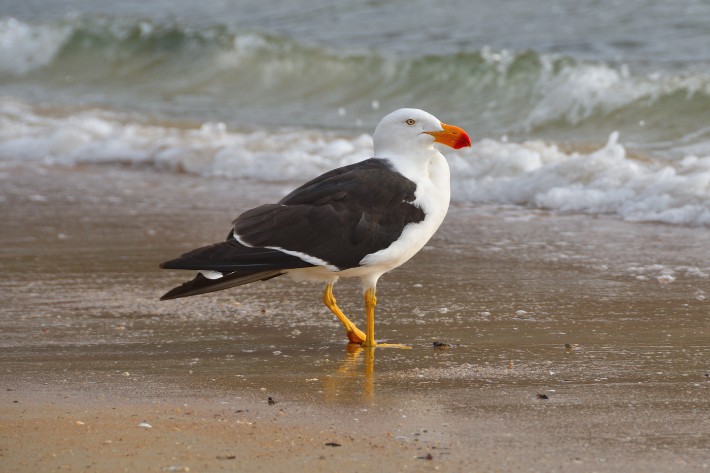 Pacific Gull (Image ID 34018)