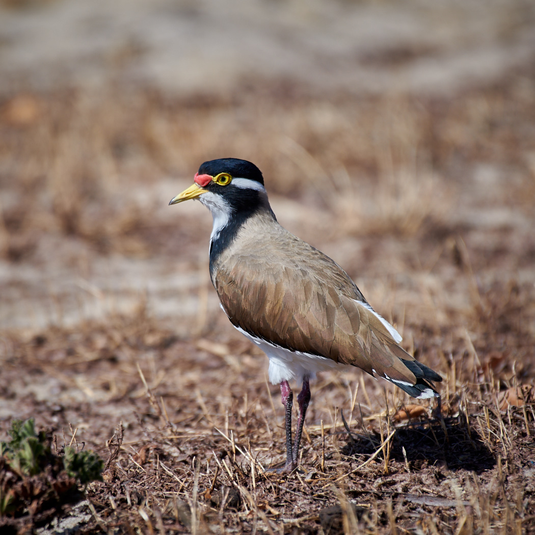 Banded Lapwing (Image ID 34172)