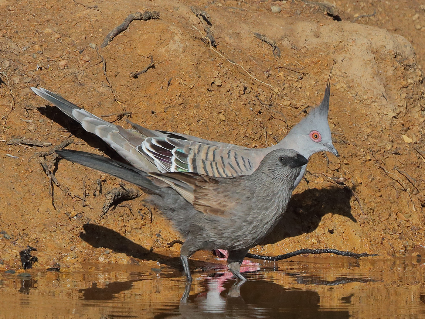 Crested Pigeon,Apostlebird (Image ID 34191)