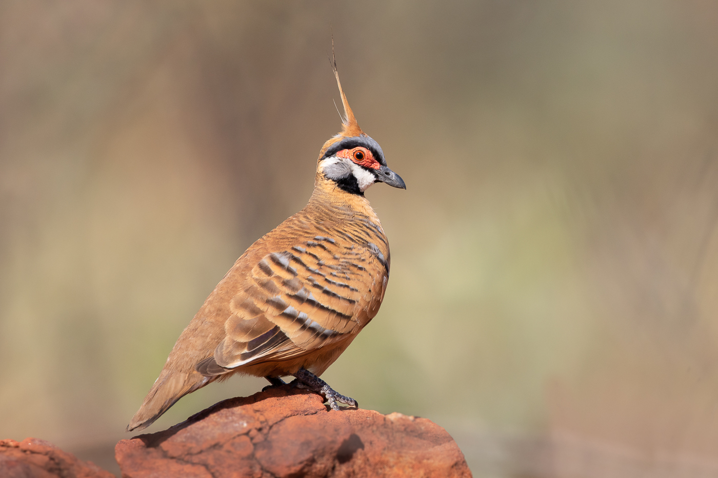 Spinifex Pigeon (Image ID 33964)