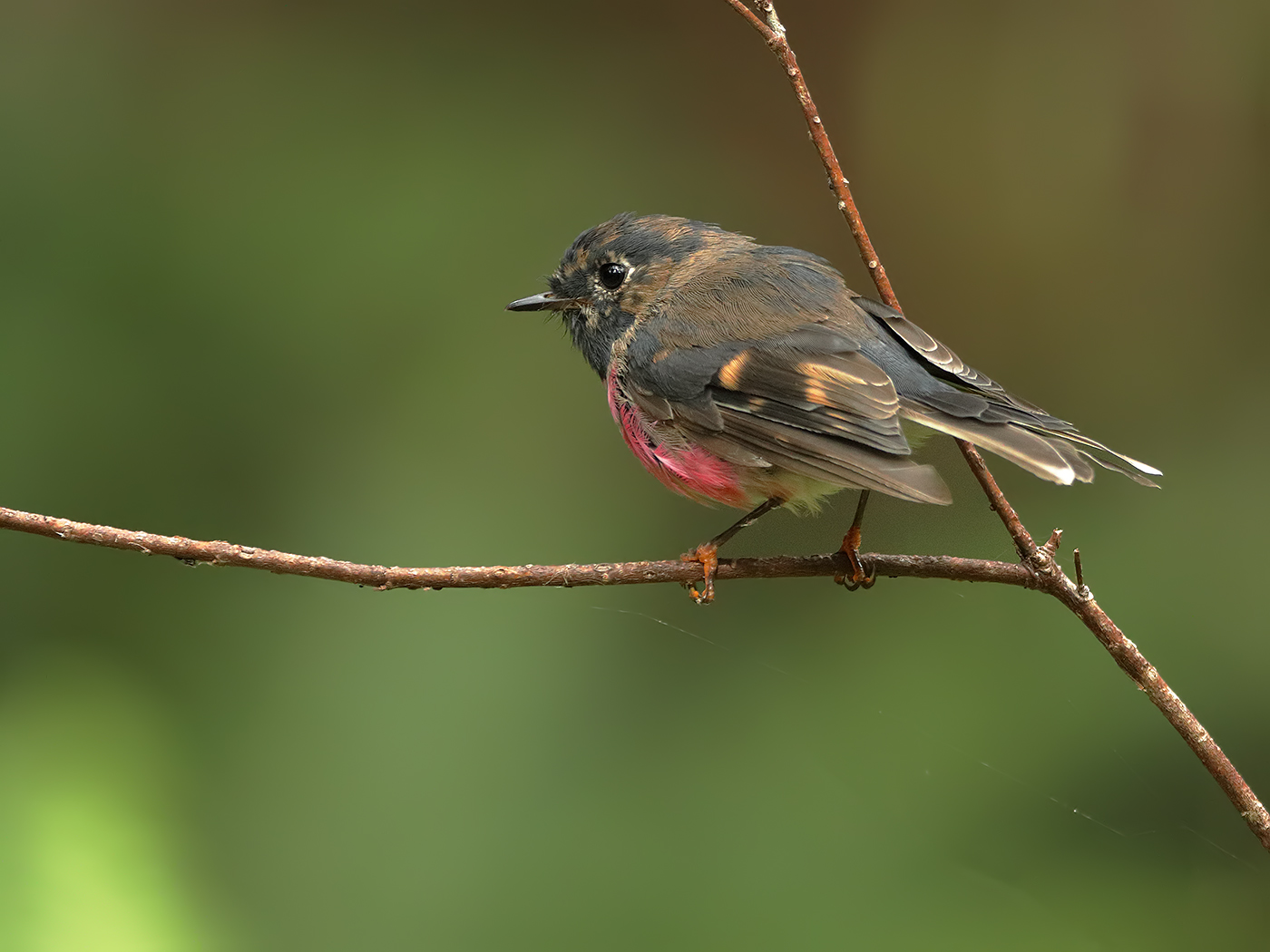 Pink Robin (Image ID 34154)