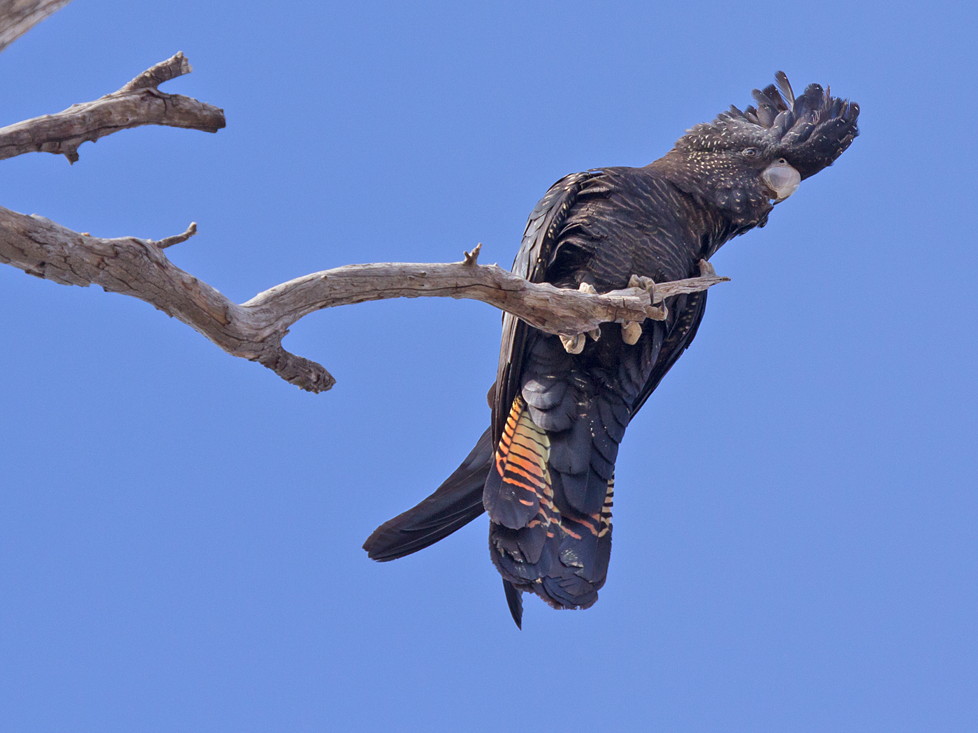 Red-tailed Black-Cockatoo (Image ID 33957)