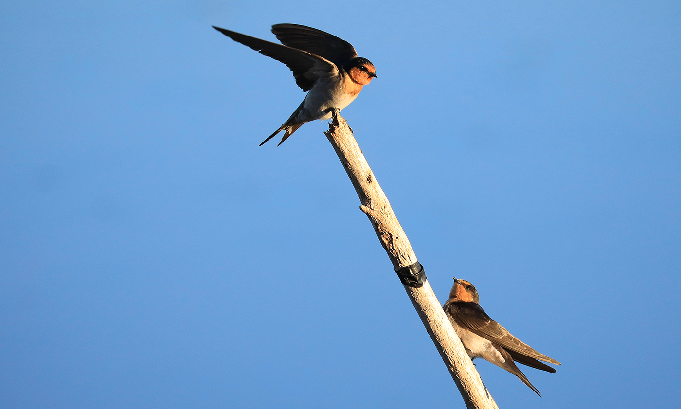 Welcome Swallow (Image ID 34056)