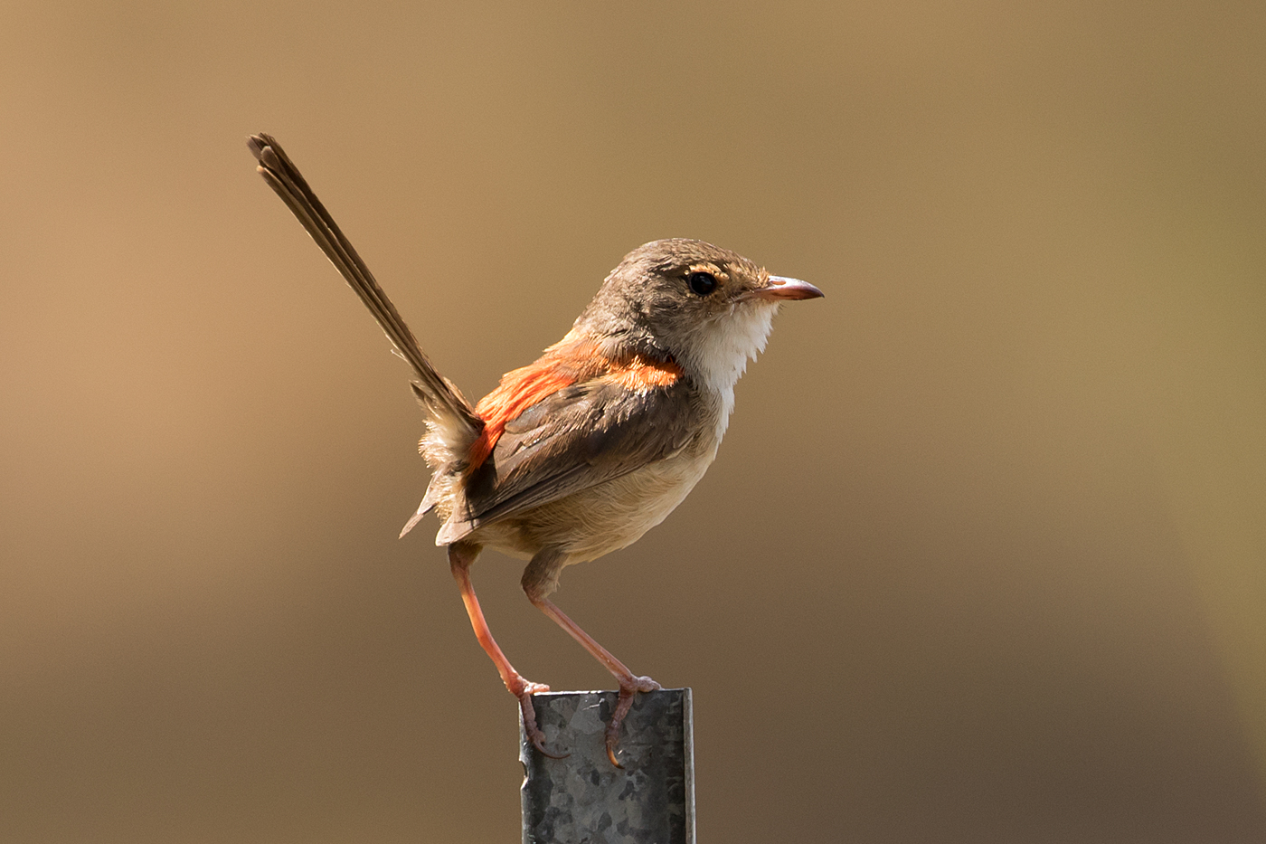 Red-backed Fairy-wren (Image ID 33904)