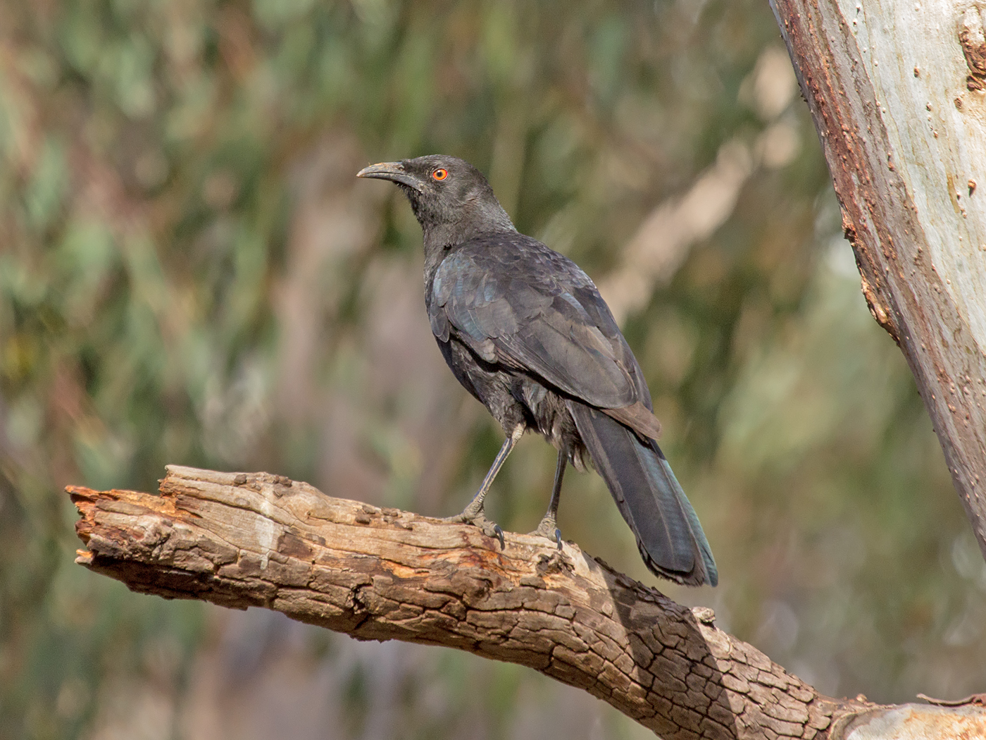White-winged Chough (Image ID 34274)
