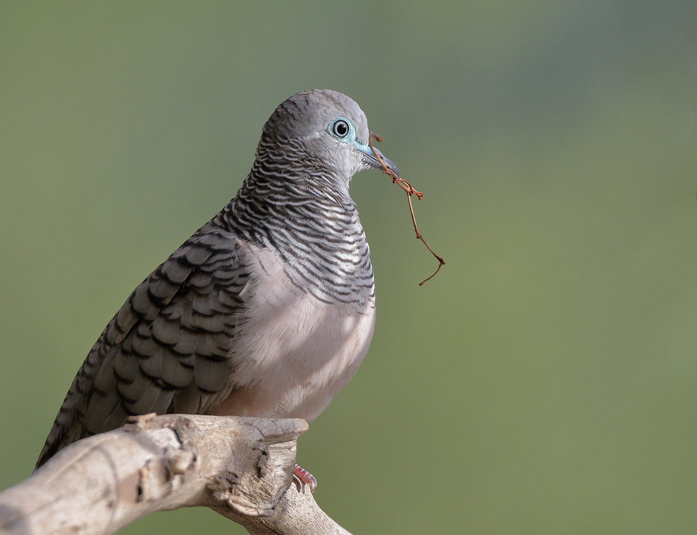 Peaceful Dove (Image ID 34061)