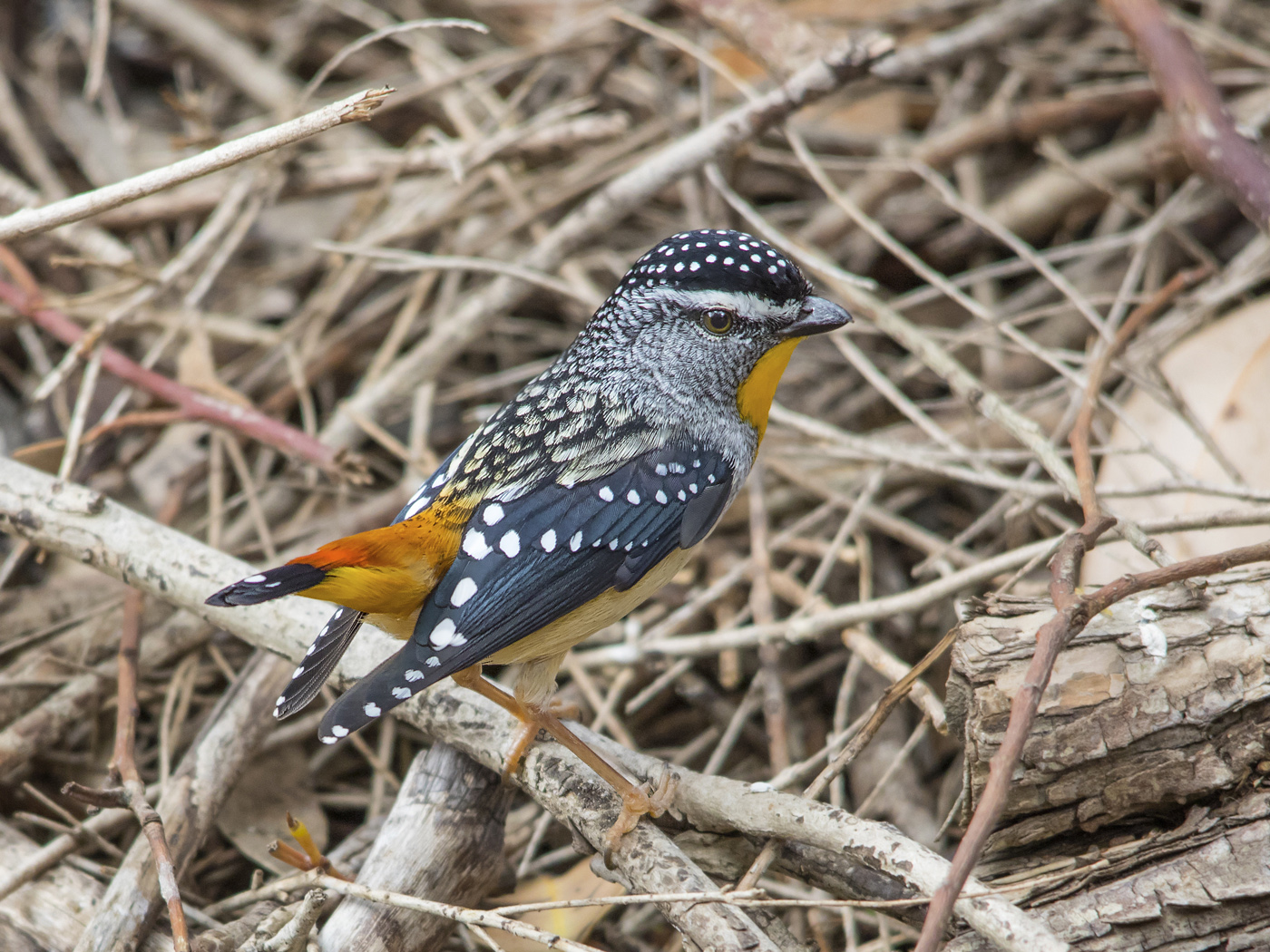 Spotted Pardalote (Image ID 34027)
