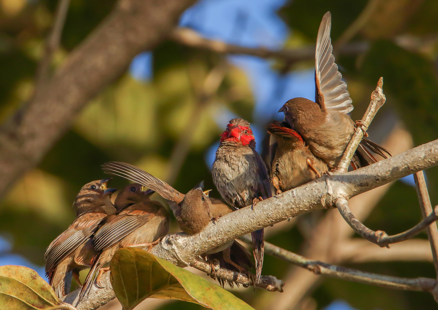 Black-bellied Crimson Finch (Image ID 34355)