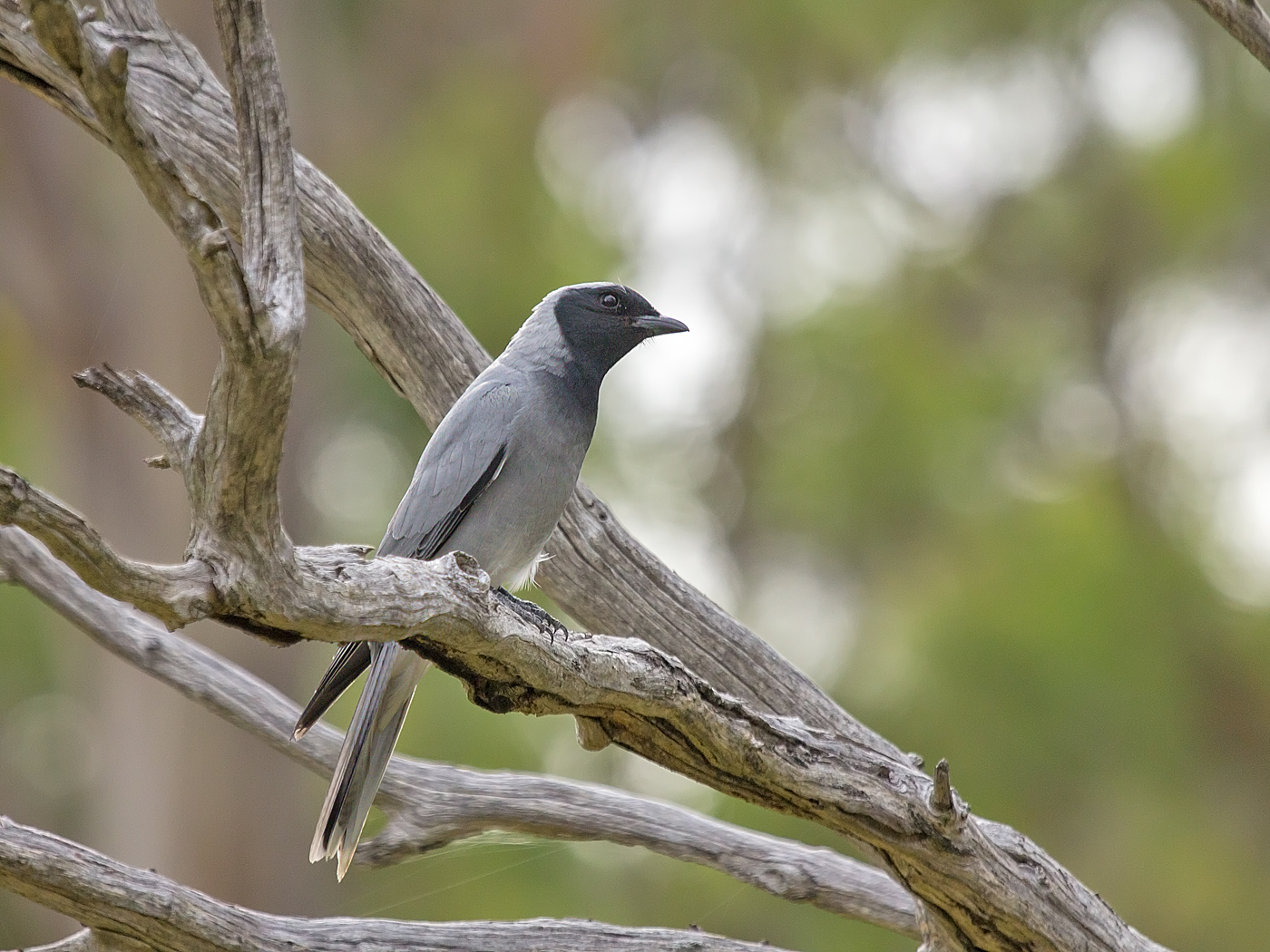 Black-faced Cuckoo-shrike (Image ID 33922)