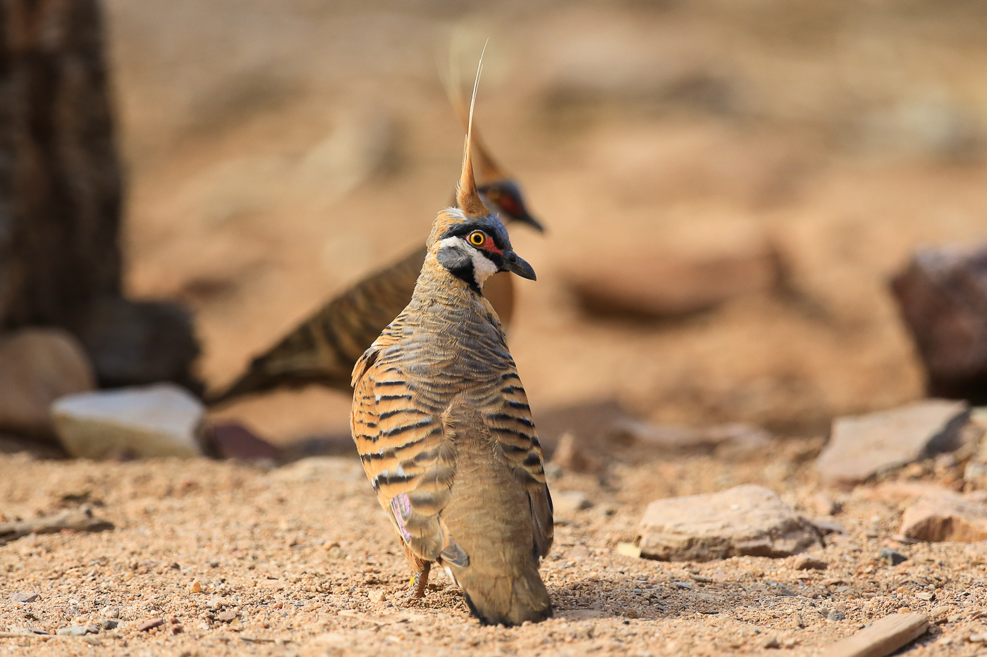 Spinifex Pigeon (Image ID 33995)