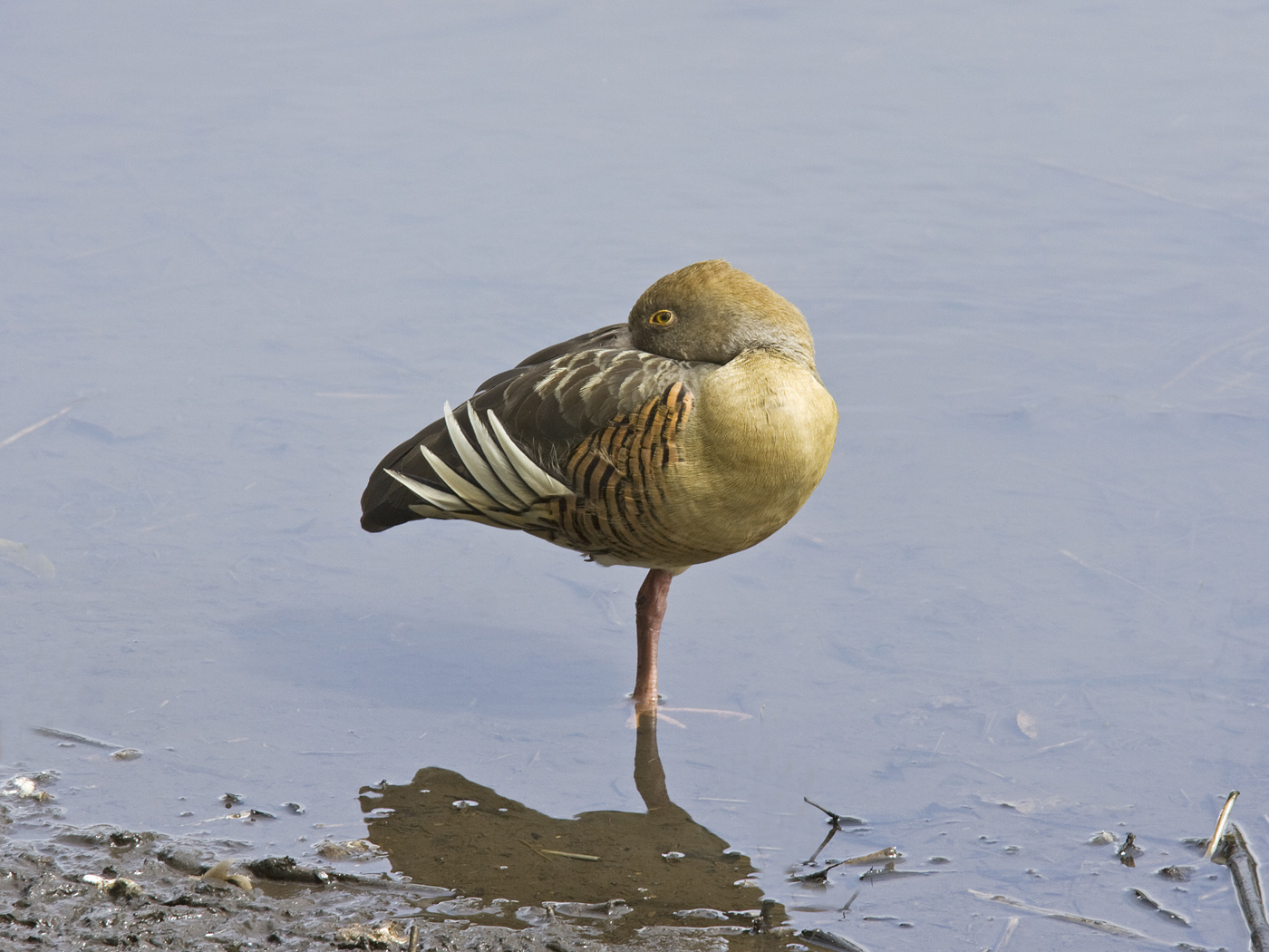 Plumed Whistling-Duck (Image ID 34123)