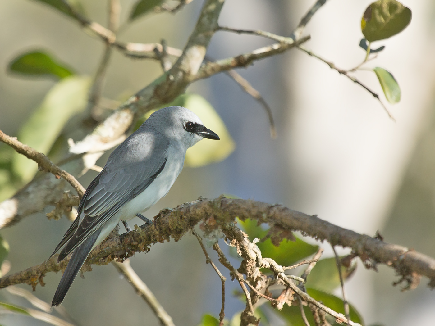 White-bellied Cuckoo-shrike (Image ID 34110)