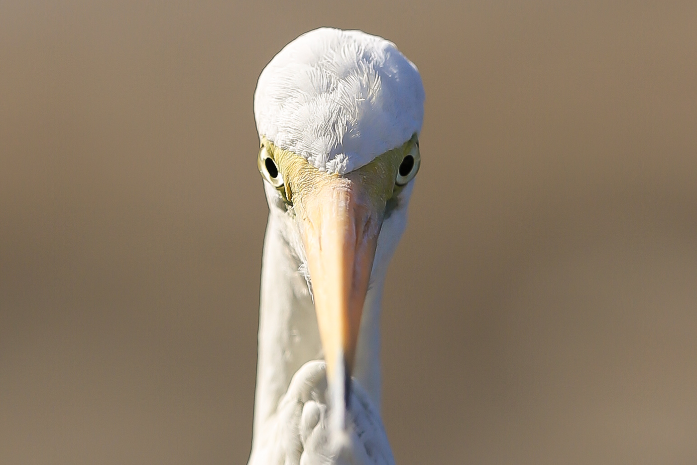 Great Egret (Image ID 34087)