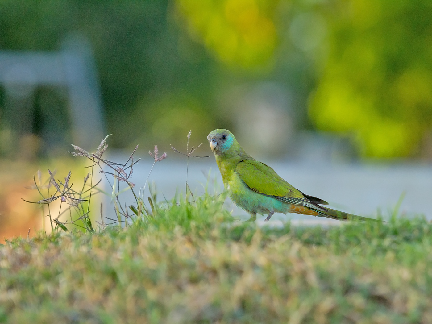 Hooded Parrot (Image ID 33997)