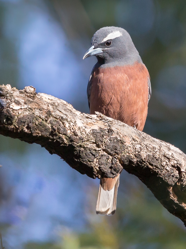 White-browed Woodswallow (Image ID 33899)