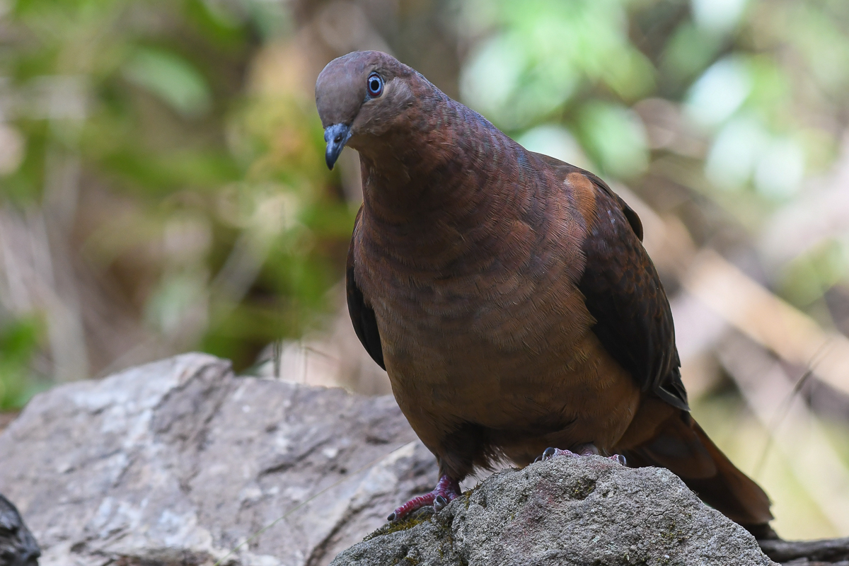 Brown Cuckoo-Dove (Image ID 34338)