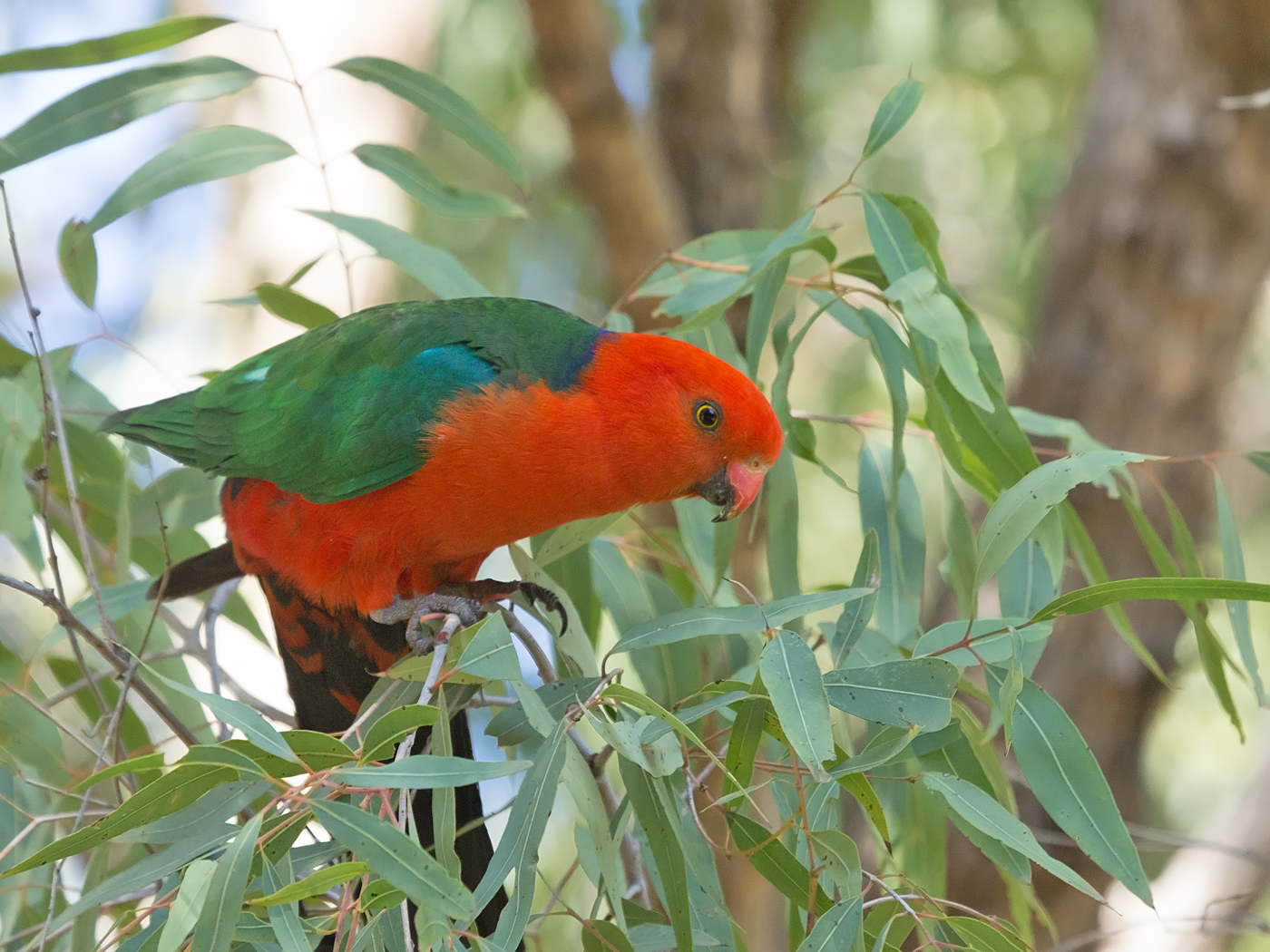 Australian King-Parrot (Image ID 34109)