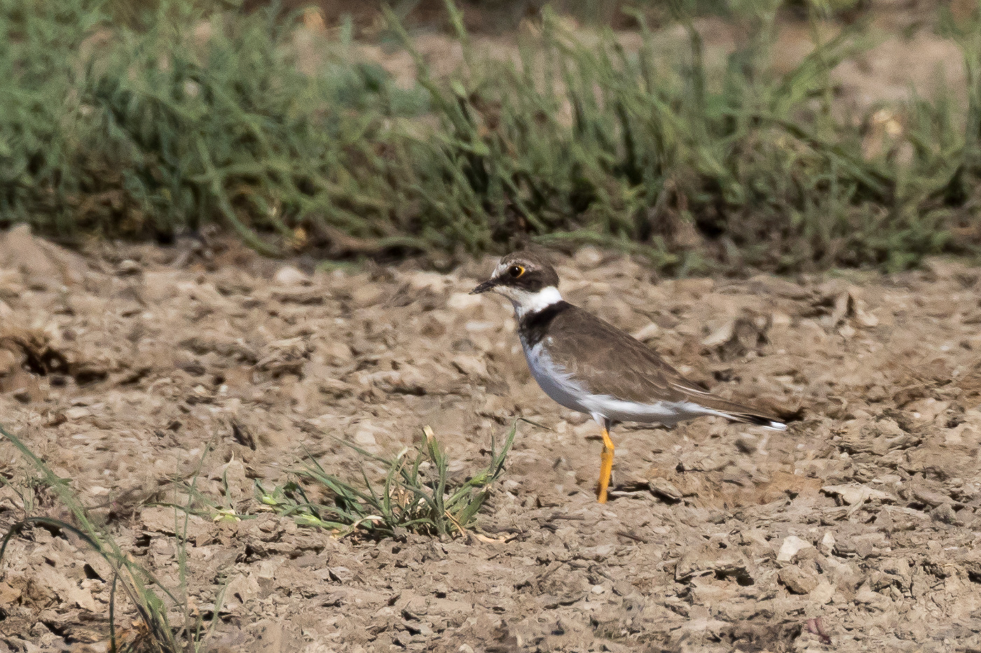 Little Ringed Plover (Image ID 34101)