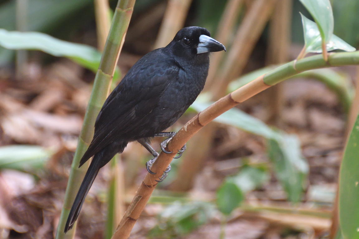 Black Butcherbird (Image ID 34148)