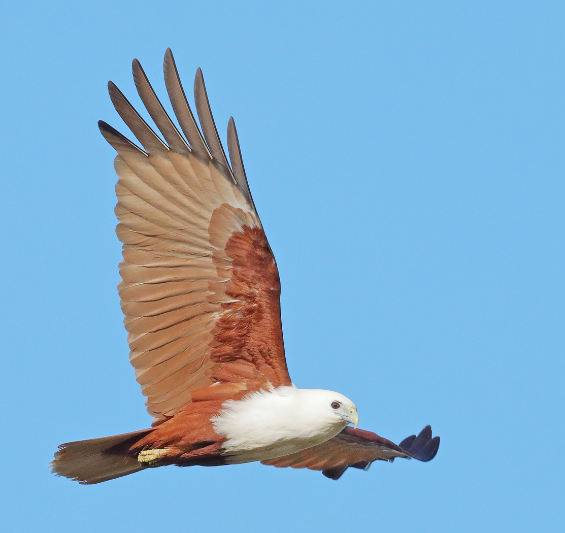 Brahminy Kite (Image ID 33909)