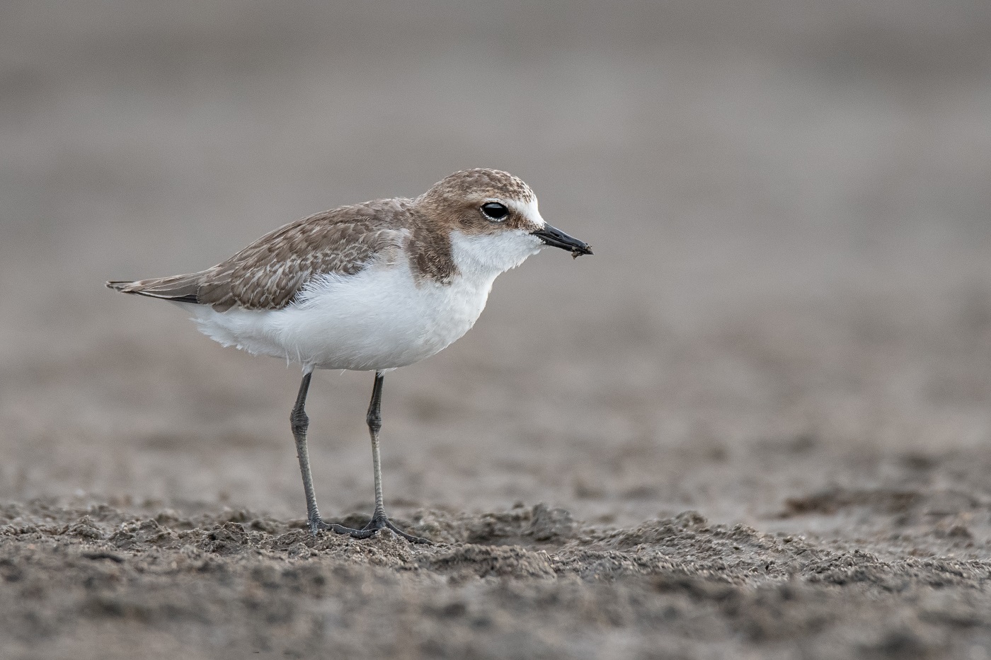 Red-capped Plover (Image ID 34349)