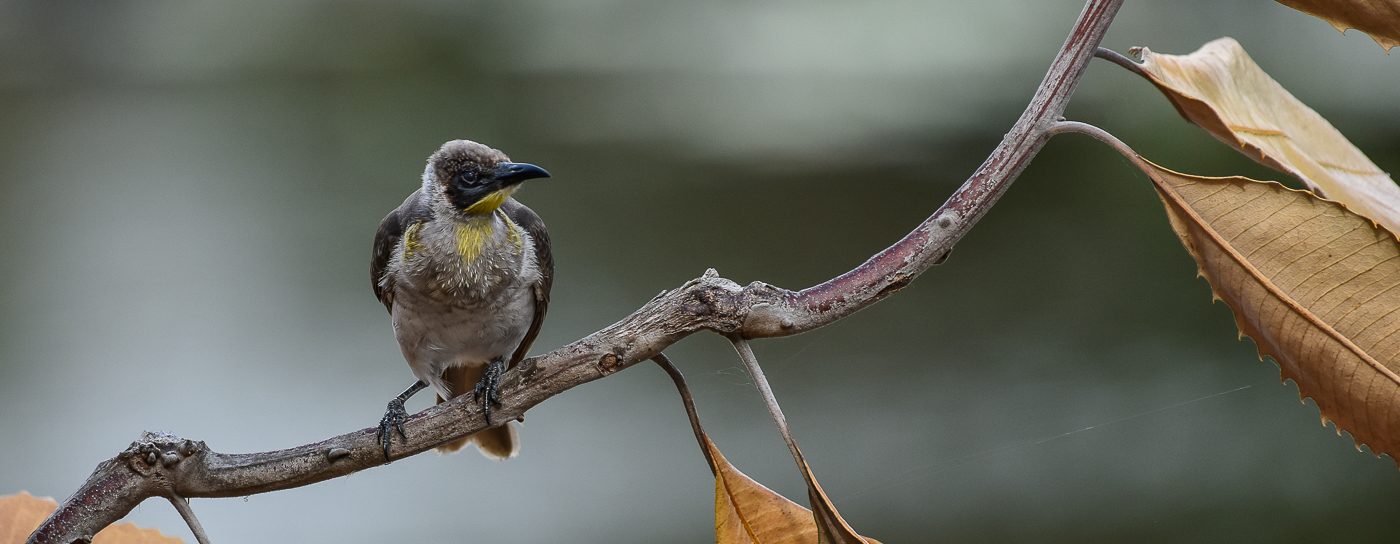 Little Friarbird (Image ID 34251)