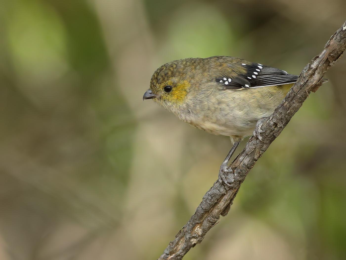Forty-spotted Pardalote (Image ID 34151)